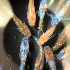 【改良メダカ】三色ラメの若魚の画像