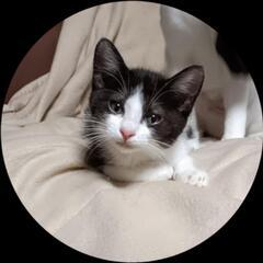 ずっとの家族になってほしいにゃん