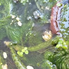 おまけあり‼️ゴーヤのわたも大好き❤、コケ取りエビ🦐 20匹の画像