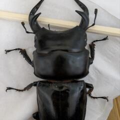 グランディスオオクワガタギネス血統♂♂♀セットの画像