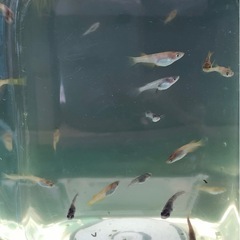 めだか　メダカの画像