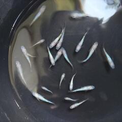 王華メダカの画像