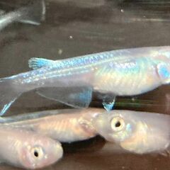 【改良メダカ】幹之（みゆき）メダカの若魚の画像