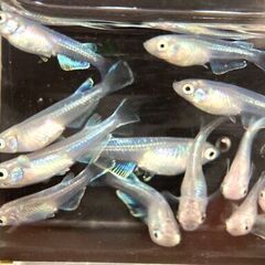 【改良メダカ】幹之（みゆき）メダカの若魚の画像