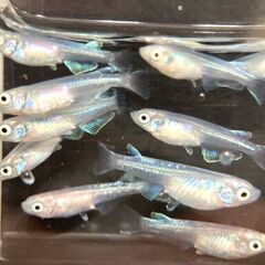 【改良メダカ】幹之（みゆき）メダカの若魚の画像