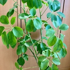 希少品種　観葉植物 2点 シェフレラ マルコ 、 フレボシア ニコラスダイヤモンド シダ　 の画像