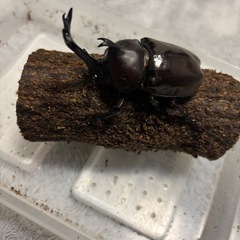 国産カブトムシ　ペアの画像