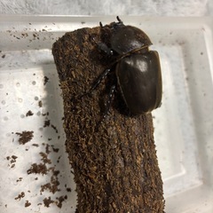 国産カブトムシ　ペアの画像