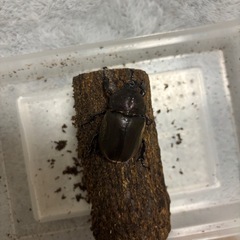 国産カブトムシ　ペアの画像