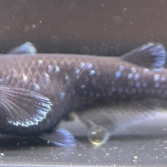 【メダカ】 曜変天目　8匹の画像