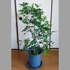 【開花中】観葉植物　シルクジャスミン（ゲッキツ）110センチの画像