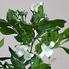 【開花中】観葉植物　シルクジャスミン（ゲッキツ）110センチの画像