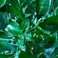 【開花中】観葉植物　シルクジャスミン（ゲッキツ）110センチの画像