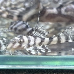 決まりました　キンペコ譲ります の画像