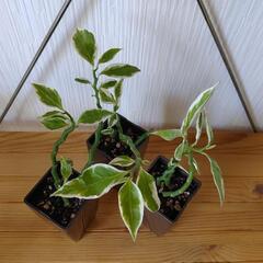 🌿観葉植物🌿大銀竜🌿ポット付🌿一鉢150円🌿の画像