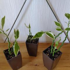 🌿観葉植物🌿大銀竜🌿ポット付🌿一鉢150円🌿の画像