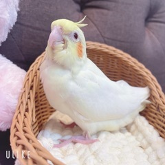 オカメインコ　ルチノー　男の子　有償里親募集