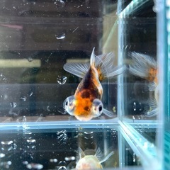 金魚：キャリコ
蝶尾 の画像