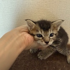 急募🆘生後3週間の子猫達