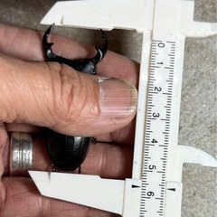 [国産オオクワガタNO:148]川西産56ミリペアー の画像