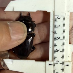 [国産オオクワガタNO:148]川西産56ミリペアー の画像