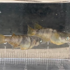 【卵10個＋α】金閣メダカの画像