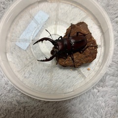 国産ノコギリクワガタ　ペア　　　　　の画像