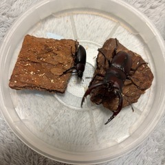 国産ノコギリクワガタ　ペア　　　　　の画像