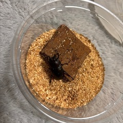国産ノコギリクワガタ　ペア　　　　　の画像
