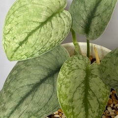 スキンダプサス　シルバークラウド　観葉植物の画像