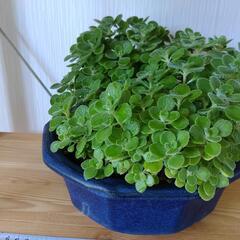 お取置🌿大盛り🌿アロマティカス・aromaticus🌿観葉植物🌿陶器鉢🌿の画像