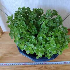 お取置🌿大盛り🌿アロマティカス・aromaticus🌿観葉植物🌿陶器鉢🌿の画像