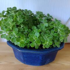 お取置🌿大盛り🌿アロマティカス・aromaticus🌿観葉植物🌿陶器鉢🌿の画像