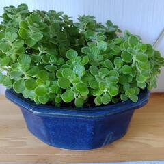 お取置🌿大盛り🌿アロマティカス・aromaticus🌿観葉植物🌿陶器鉢🌿の画像