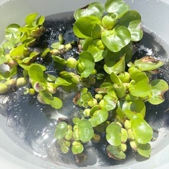 ほていあおい　ほていそう　メダカの草　1個50円　産卵　ほてい草の画像
