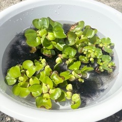 ほていあおい　ほていそう　メダカの草　1個50円　産卵　ほてい草の画像