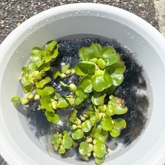 ほていあおい　ほていそう　メダカの草　1個50円　産卵　ほてい草の画像
