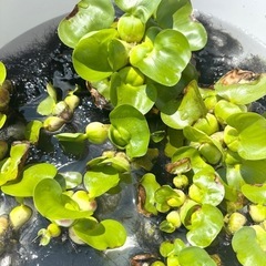 ほていあおい　ほていそう　メダカの草　1個50円　産卵　ほてい草の画像