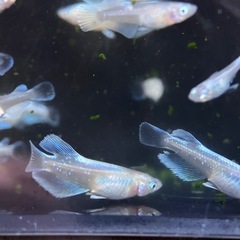 若魚　マリアージュキッシングワイドフィン　１５匹　メダカの画像