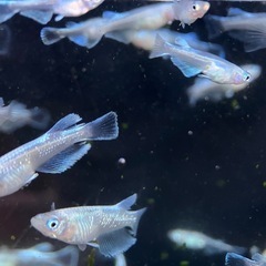 若魚　マリアージュキッシングワイドフィン　１５匹　メダカの画像