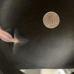 金魚：シルク系蝶尾の画像