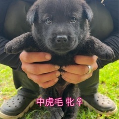 甲斐犬 子犬 和歌山県 狼翔犬舎 - ペット