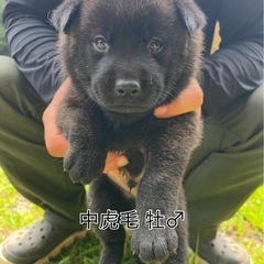 甲斐犬 子犬 和歌山県 狼翔犬舎 - 西牟婁郡