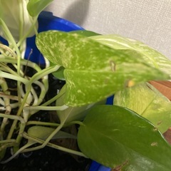 ※決まりました　観葉植物の画像