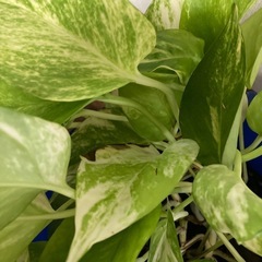 ※決まりました　観葉植物の画像
