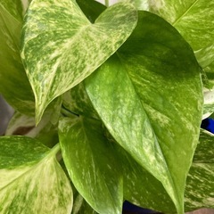 ※決まりました　観葉植物の画像