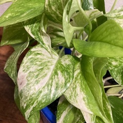 ※決まりました　観葉植物の画像