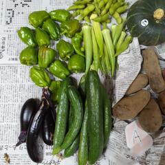 【お取引先決定済】野菜のセットＡの画像
