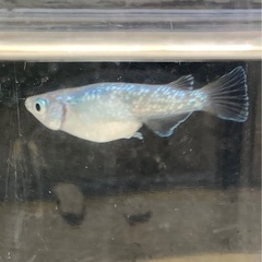 サボテンメダカ【2p】の画像