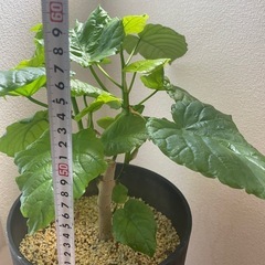 ウンベラータの画像